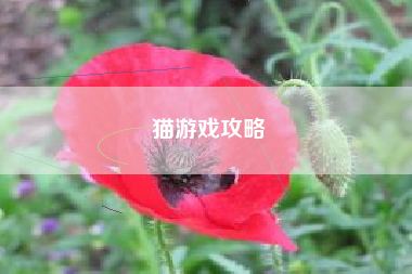 猫游戏攻略